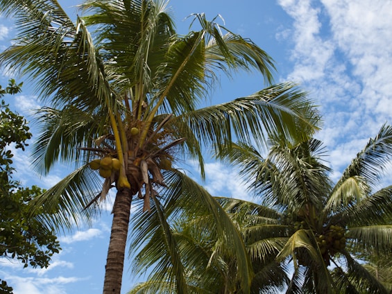 A vibrant tropical plantation with ripe pinang and kopra ready for harvest under a clear blue sky.