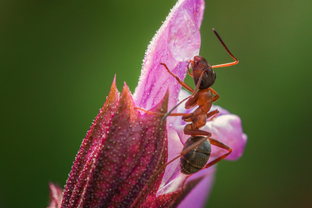 close-up photo of fire ant on petaled flower