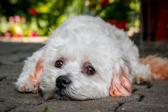 A small white fluffy dog lies on a stone pavement with its head resting flat on the ground, gazing with big, expressive eyes slightly upwards. The dog's fur is well-groomed, with a hint of orange in its ears, and there is a vibrant, blurred green and red background suggesting a garden setting.