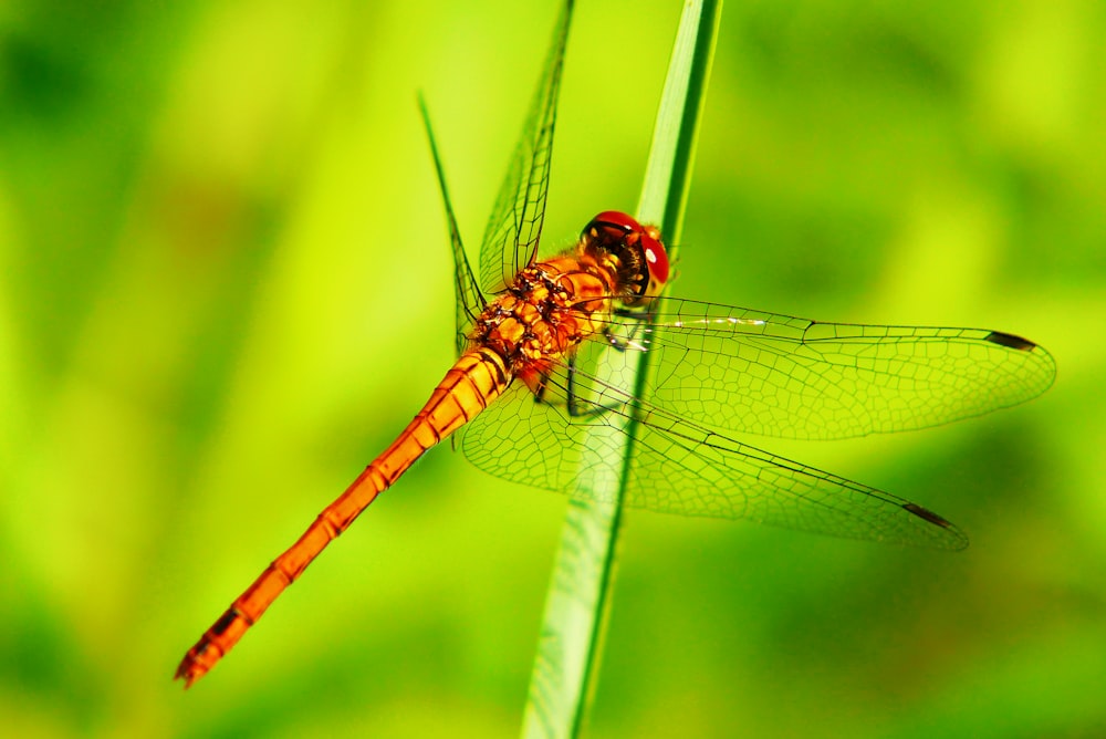 orange dragonfly