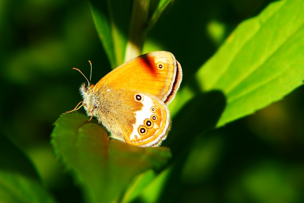 papillon jaune sur feuille
