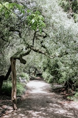 A serene pathway winding through lush green trees and natural wooden benches in a residential club setting.