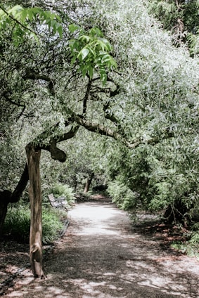 A serene pathway winding through lush green trees and natural wooden benches in a residential club setting.