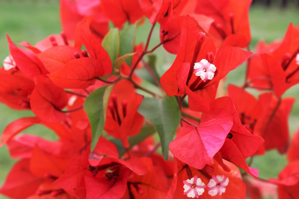 red bougainvillea flower