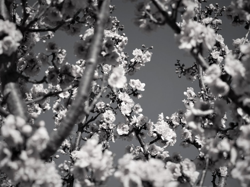 greyscale photography of flowers