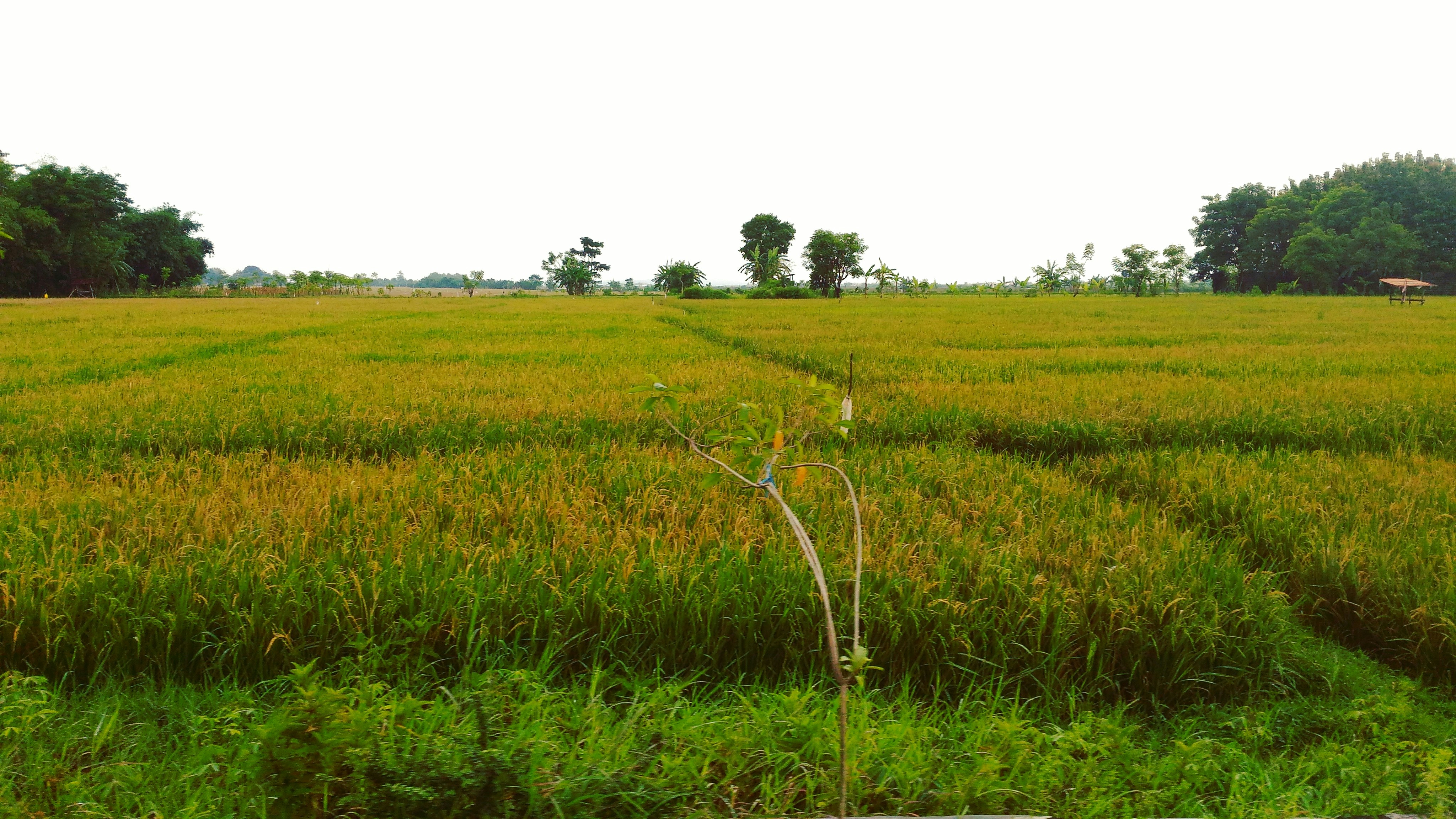 Photo by madinabintiumar