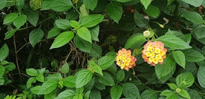 Lush green foliage with clusters of vibrant yellow and orange lantana flowers. The leaves are broad and slightly serrated, providing a rich background for the colorful blooms.