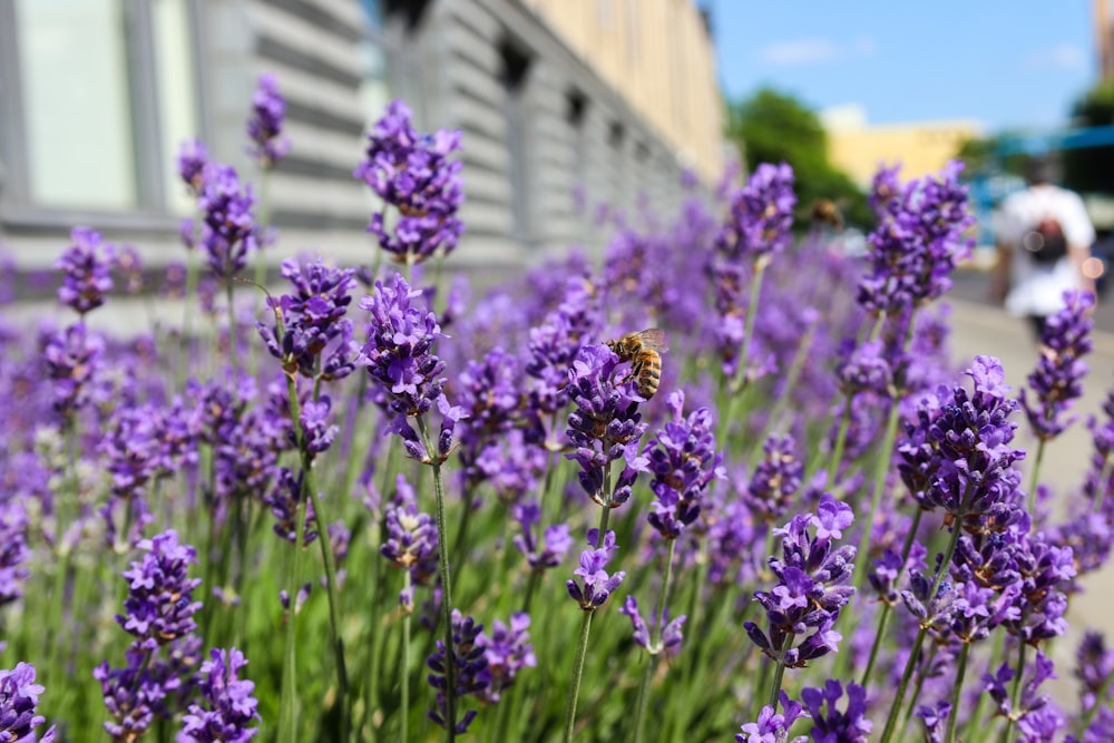 bed of lavender flower
