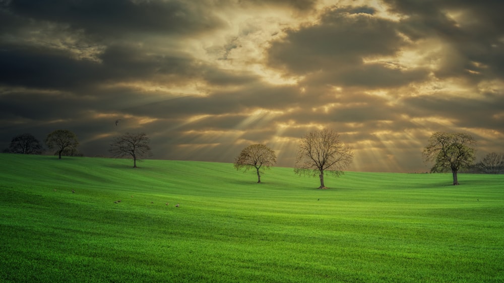 green grass field under grey clouds