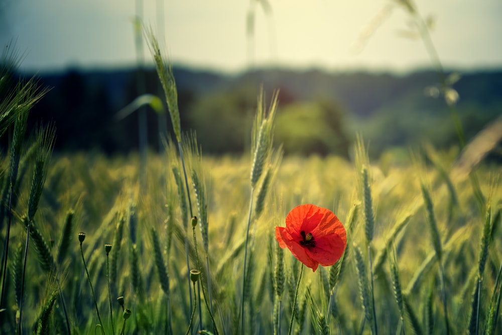 shallow focus photo of red flower