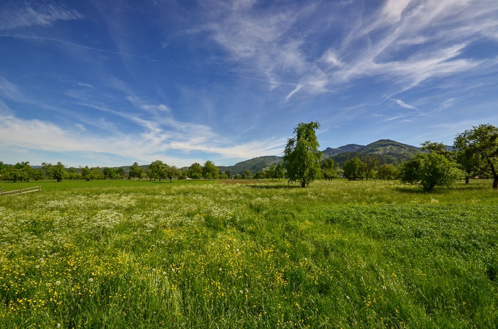 grass field under blue sky and white clouds