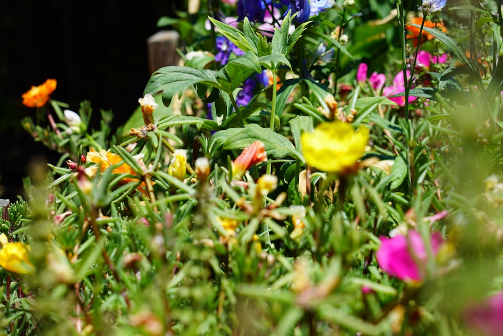 yellow petaled flower