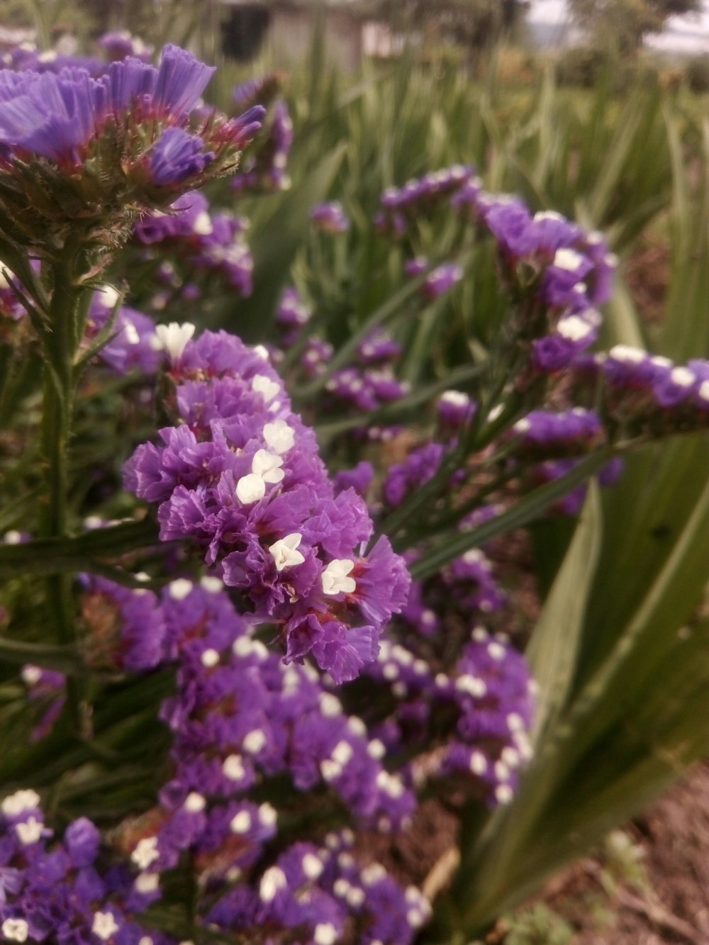 violettblättrige Blüten