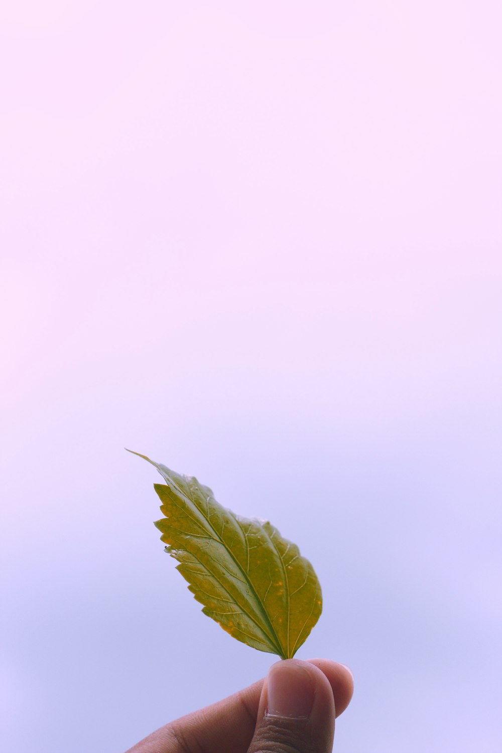 green leaf