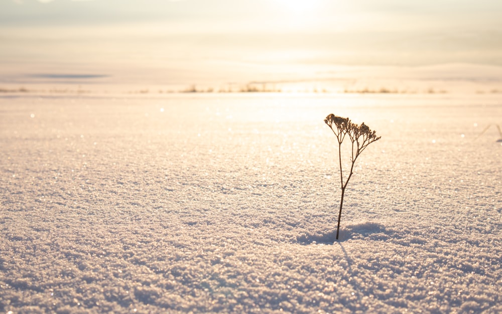 green tree on snow covered area