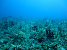 underwater photo