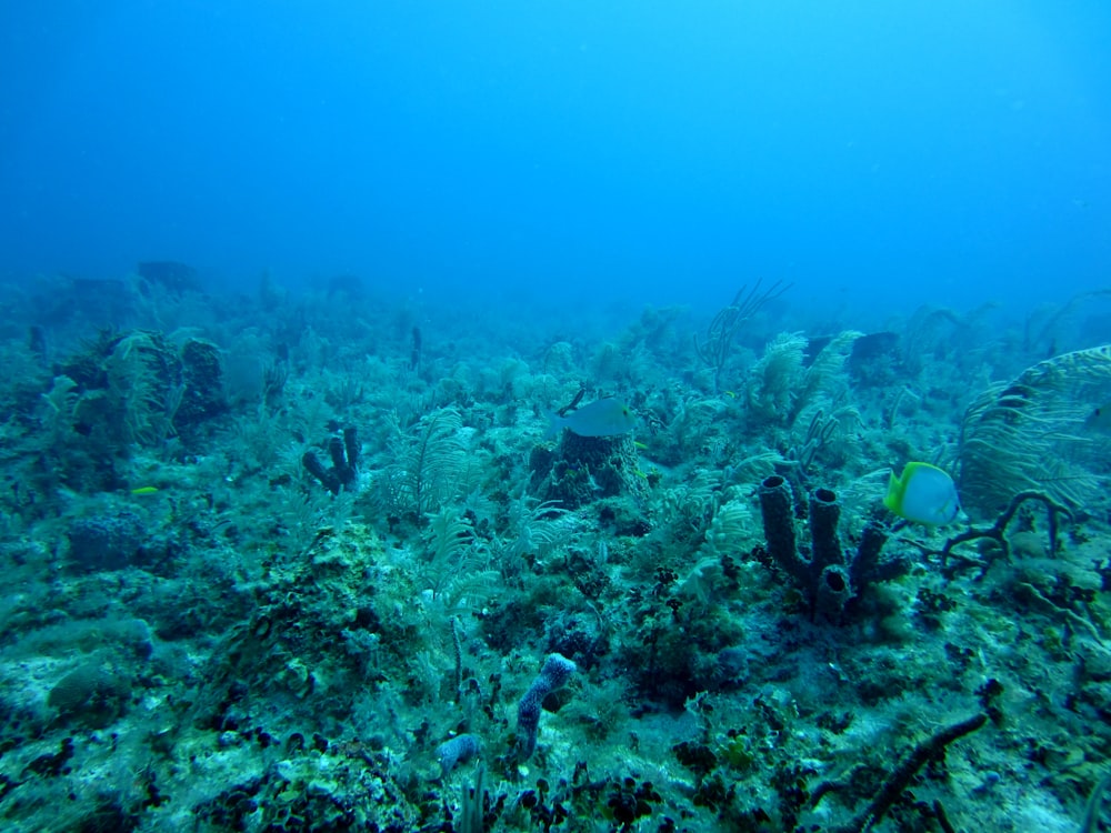Foto subacuática