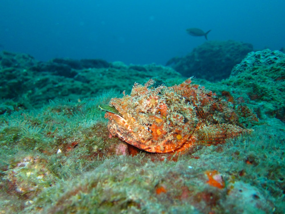 spotted scorpionfish