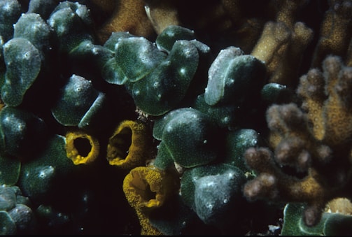 A close-up view of coral underwater, featuring green and yellow tube-like structures and intricate textures. The coral is surrounded by a variety of shapes and formations, indicating a rich marine environment.