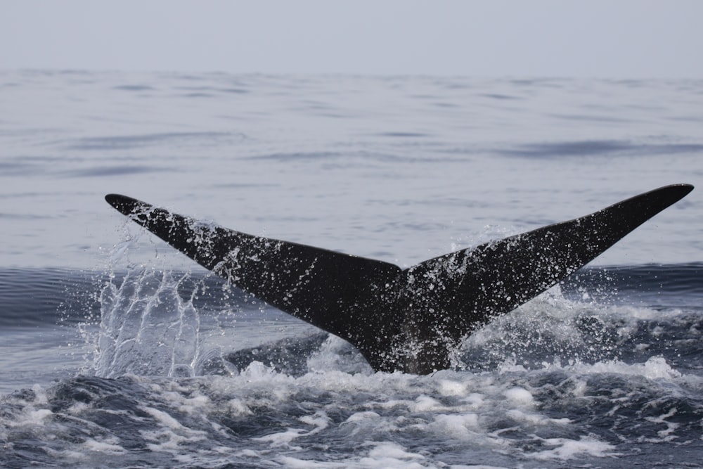 Sperm whale flukes