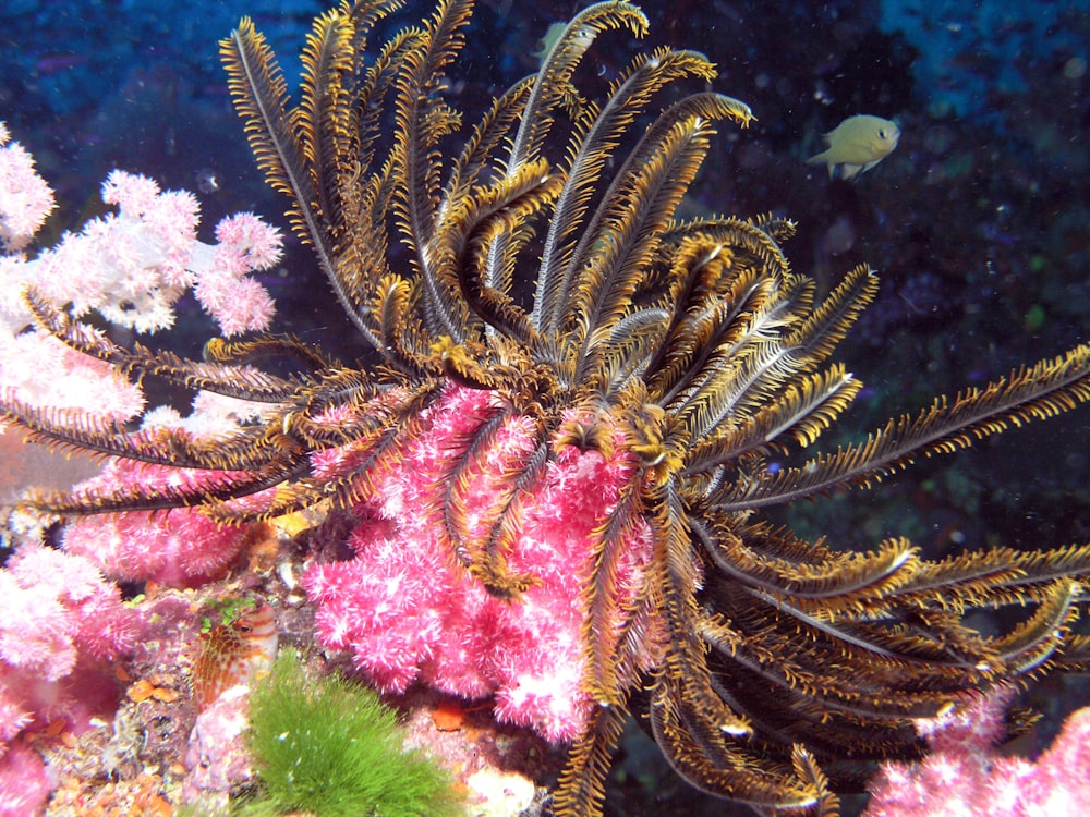 brown and black sea creature