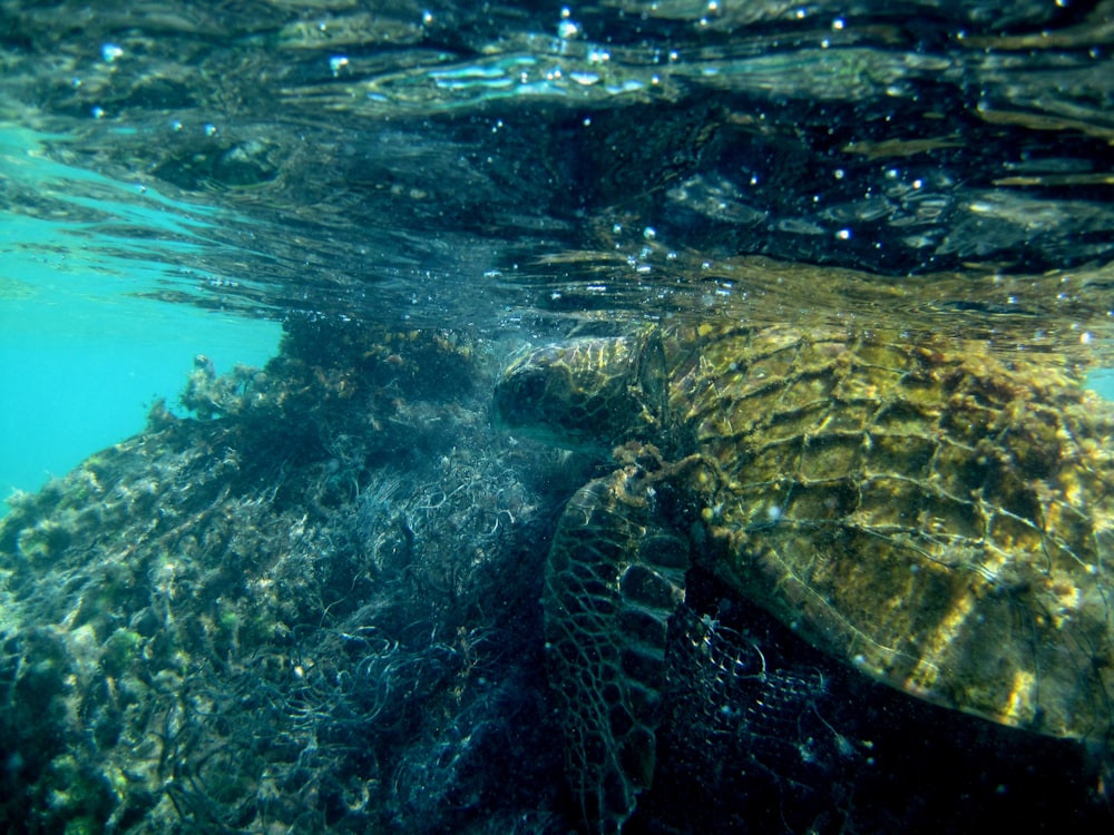 brown turtle on water