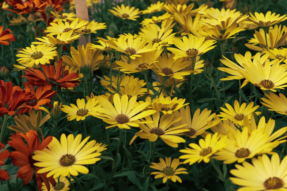 yellow petaled flower