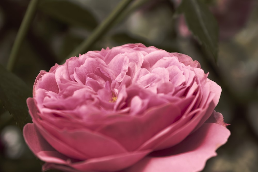 Fotografía de enfoque selectivo de flor rosa