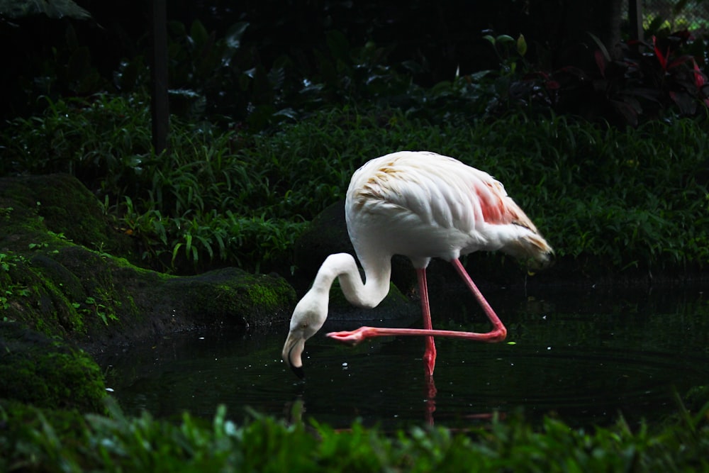 white flamingo on riven