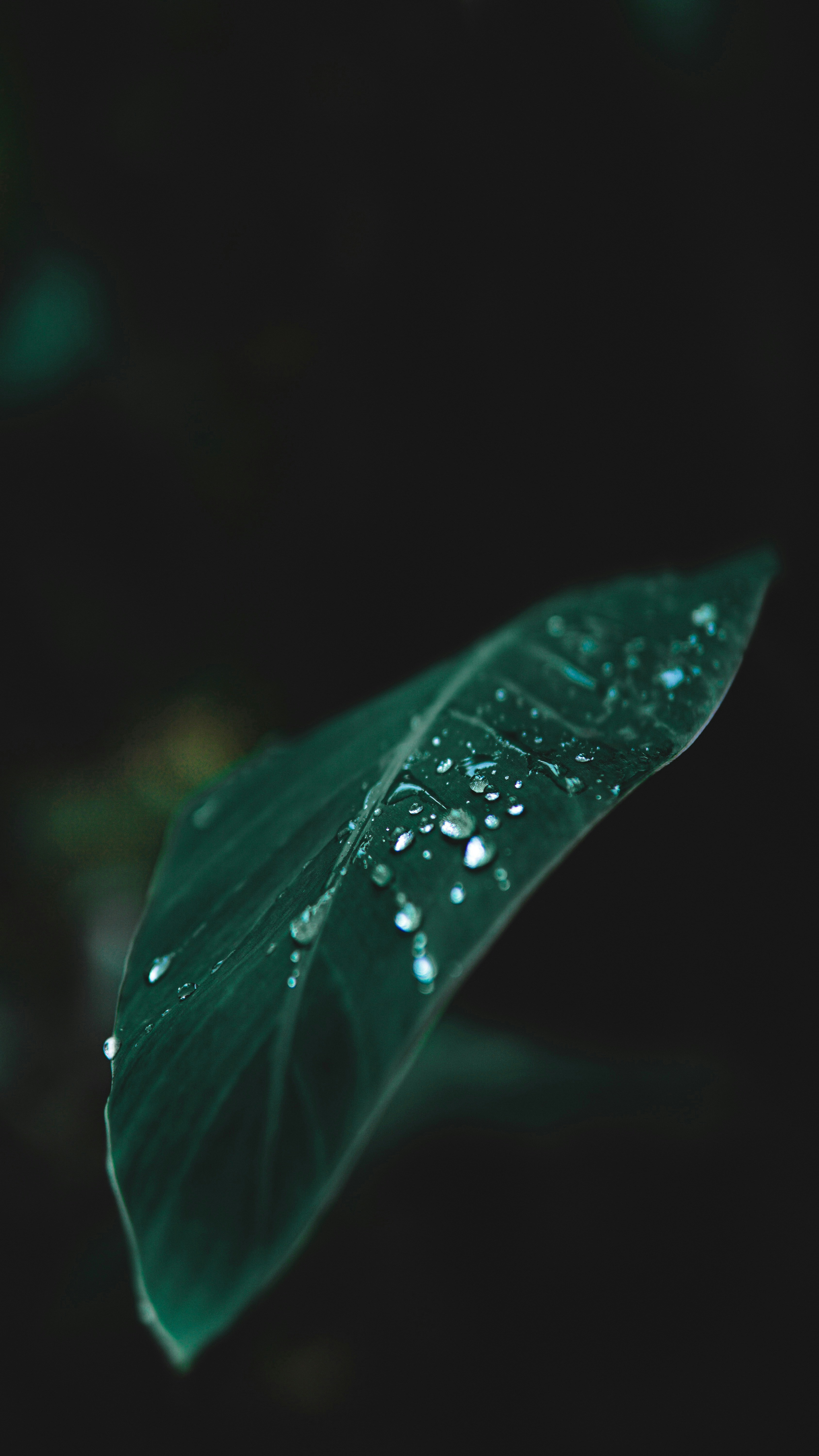 Dew drops on green leaf photo – Free Grey Image on Unsplash