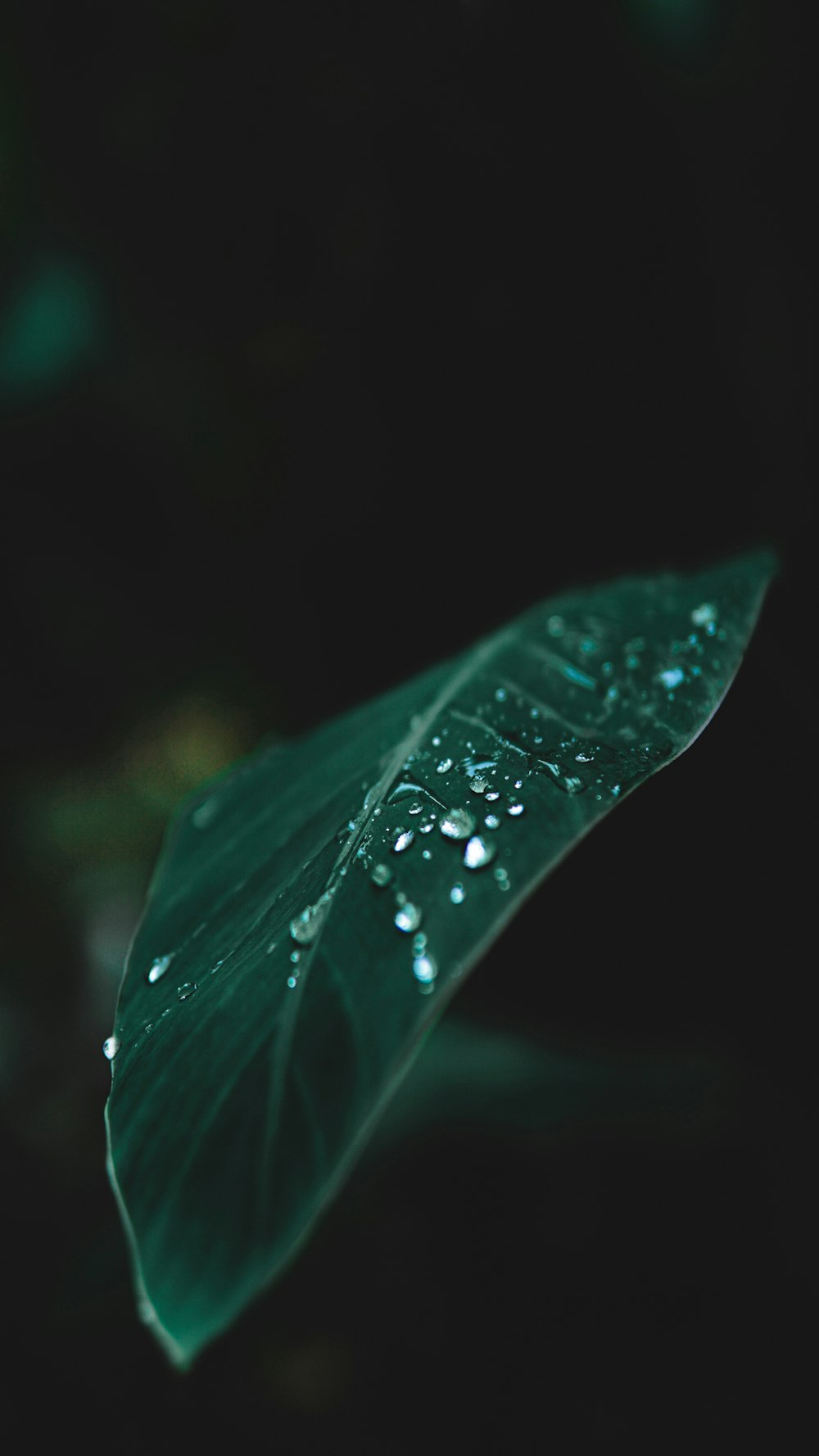 dew drops on green leaf