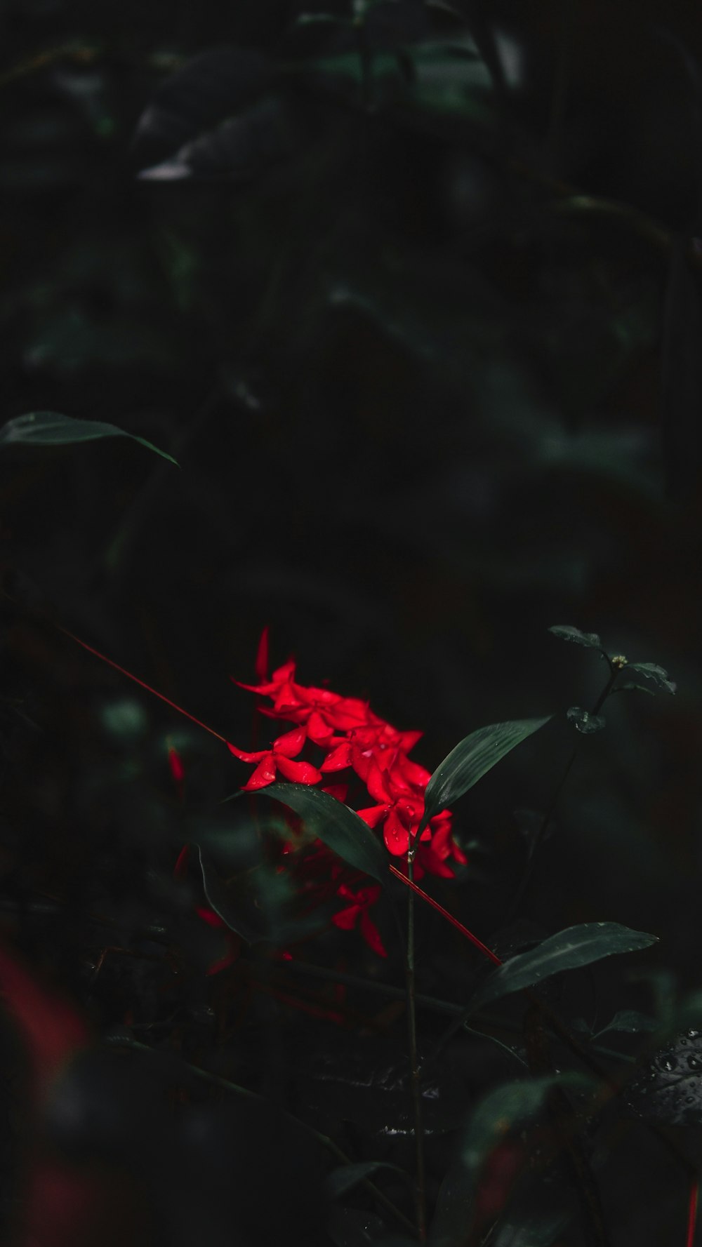 selective focus photography of red-petaled flower