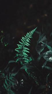 green fern leaves in forest