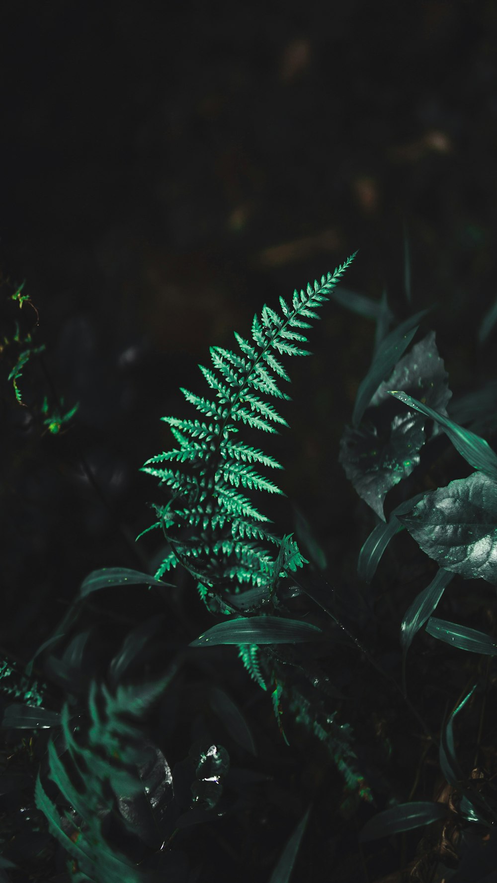 green fern leaves in forest