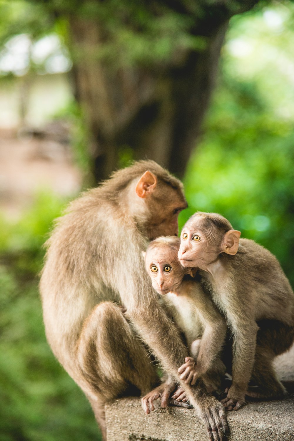 três macacos marrons perto de árvores