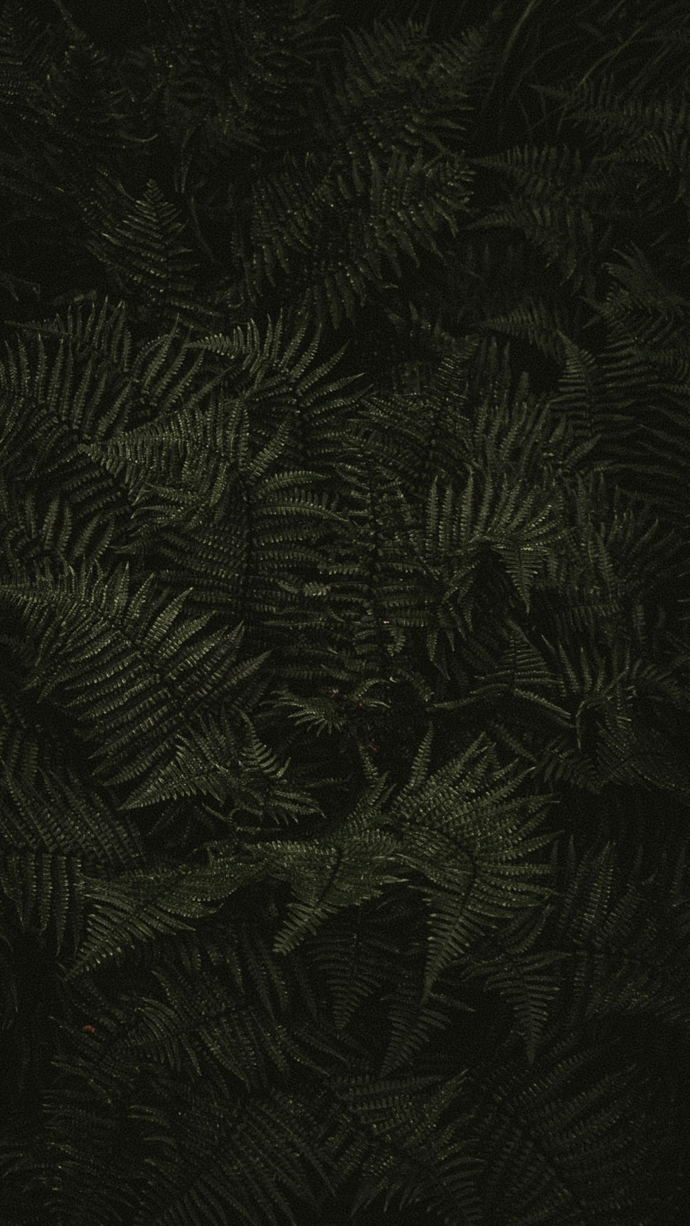 green fern leaves