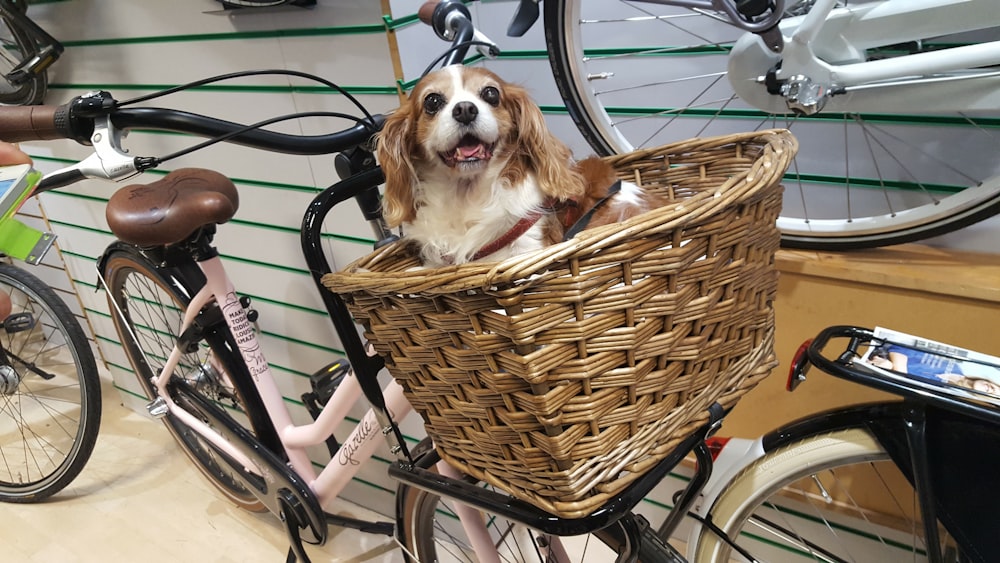 short-coated white and tan dog on brown wicker basket