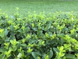 Close-up of freshly mowed green lawn bordered by cleanly trimmed bushes.