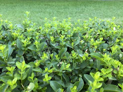 A close-up of hands trimming vibrant green shrubs in a well-maintained garden