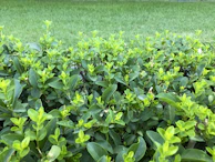 Close-up of green lawn with trimmed hedges and mulched flower beds.