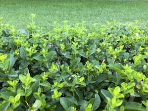Close-up of fresh green leaves and trimmed bushes in a bright, sunny garden environment.