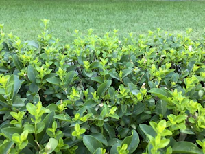 A close-up of hands trimming vibrant green shrubs in a well-maintained garden