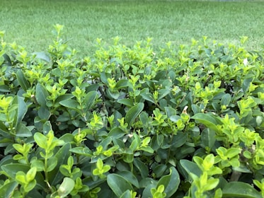 Close-up of fresh green leaves and trimmed bushes in a bright, sunny garden environment.