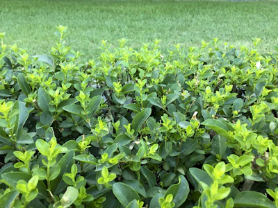 A close-up of neatly trimmed bushes with vibrant green leaves.