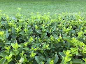 Close-up of healthy shrubs trimmed neatly alongside a well-maintained lawn.