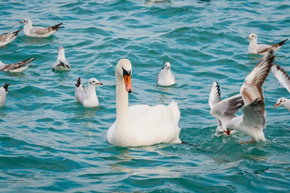white swan among white ducks