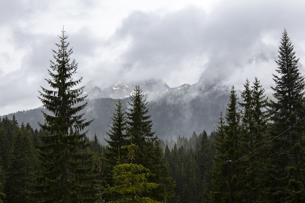 field of green trees