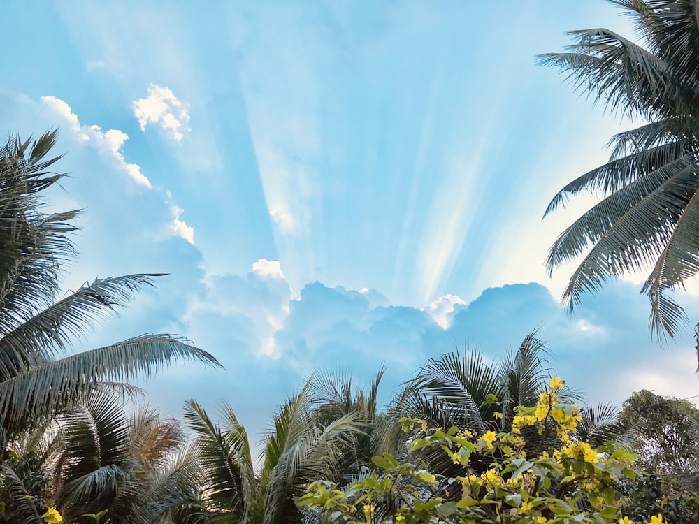 green palm trees