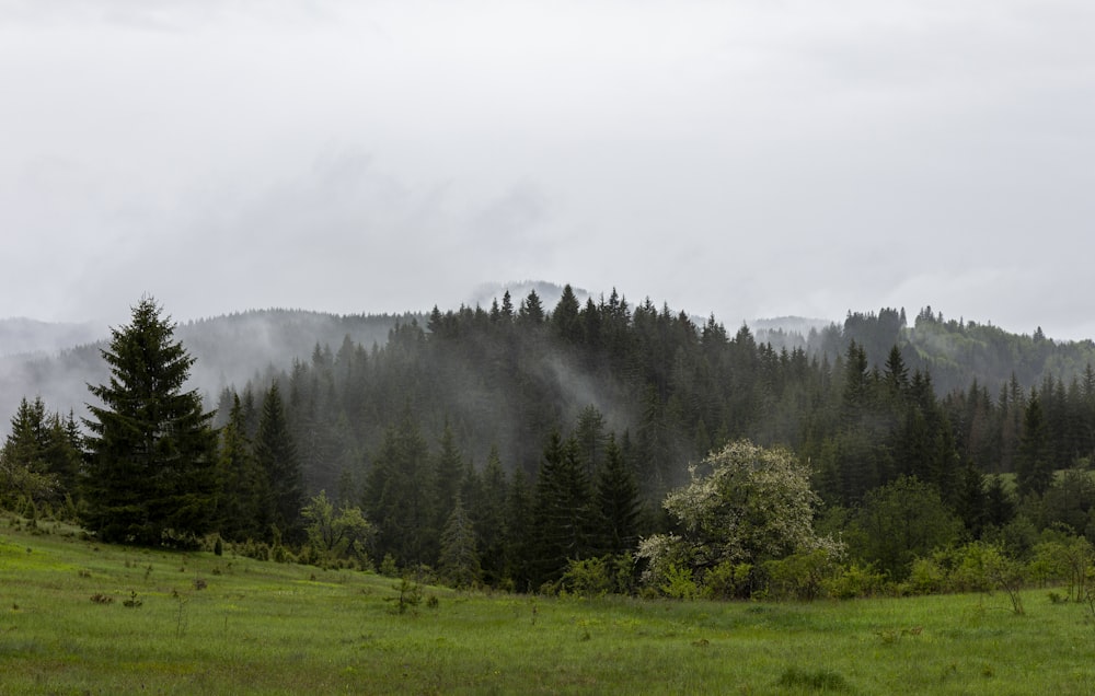 aerial photo of trees