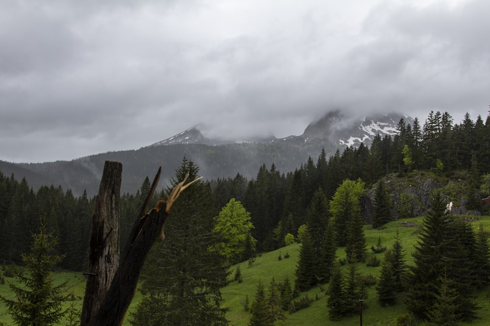 field of trees